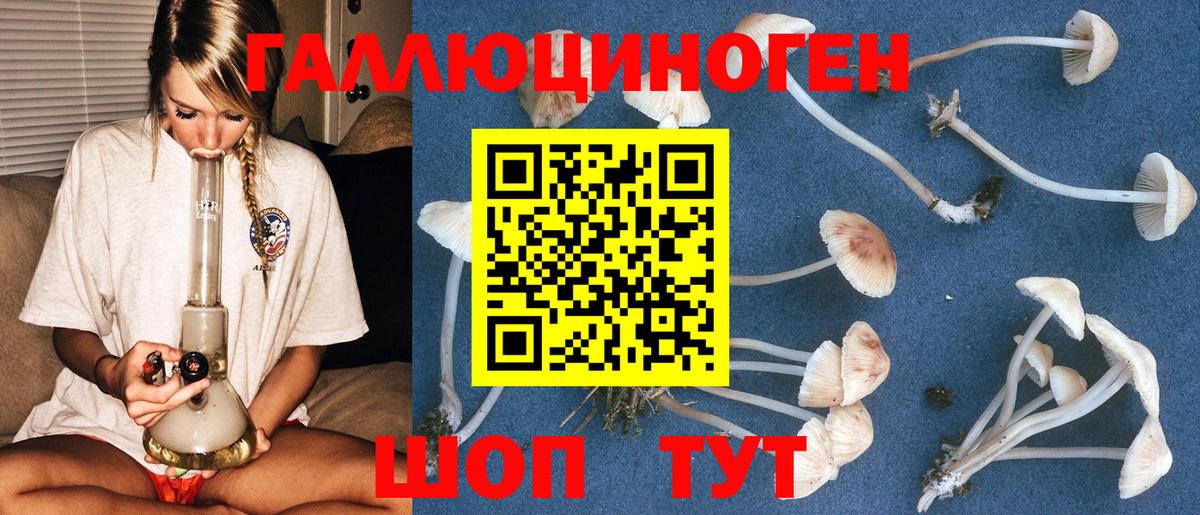 что такое   Вход с VPN  Гусев  Псилоцибиновые грибы Cubensis 